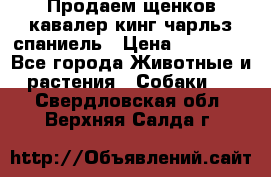 Продаем щенков кавалер кинг чарльз спаниель › Цена ­ 60 000 - Все города Животные и растения » Собаки   . Свердловская обл.,Верхняя Салда г.